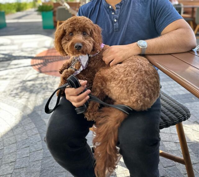 Enjoying a delicious meal eatplaytopangasocial 🐶🧡🦴🐾

#BabinskiTheGoldenDoodle

#goldendoodle #goldendoodleofinstagram #goldendoodleoftheday #redgoldendoodle #topanga #topangasocial #eatplaytopangasocial #pinstrips #mall #westfield #westfieldmall #doggy #saturday #relaxing #outdoors #puppy